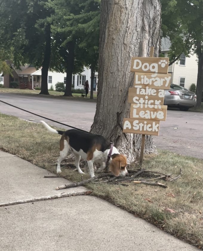 Dog Stick Library News, Sports, Jobs The Journal